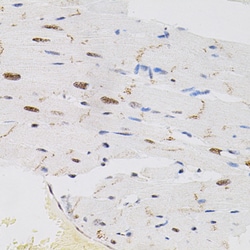 Invitrogen FAF1 Polyclonal Antibody 100 &mu;L; Unconjugated:Antibodies,