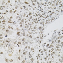 Invitrogen FAF1 Polyclonal Antibody 100 &mu;L; Unconjugated:Antibodies,