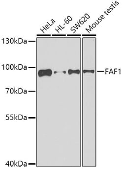 Invitrogen FAF1 Polyclonal Antibody 100 &mu;L; Unconjugated:Antibodies,