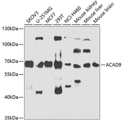 Invitrogen ACAD9 Polyclonal Antibody 100 &mu;L; Unconjugated:Antibodies,