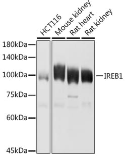 Invitrogen Aconitase 1 Polyclonal Antibody 100 &mu;L; Unconjugated:Antibodies,