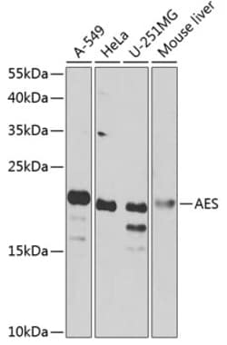 Invitrogen AES Polyclonal Antibody 100 &mu;L; Unconjugated:Antibodies,