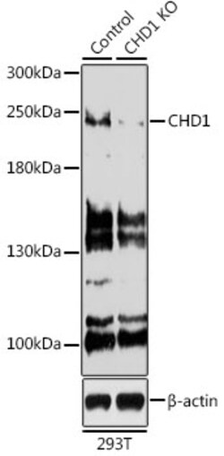 Invitrogen CHD1 Polyclonal Antibody 100 &mu;L | Buy Online | Invitrogen&trade; | Fisher Scientific
