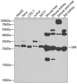 Invitrogen SPR Polyclonal Antibody 100 &mu;L; Unconjugated:Antibodies,