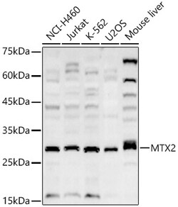 Invitrogen MTX2 Polyclonal Antibody 100 &mu;L; Unconjugated:Antibodies,