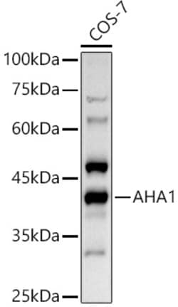 Invitrogen AHA1 Polyclonal Antibody 100 &mu;L | Buy Online | Invitrogen&trade; | Fisher Scientific