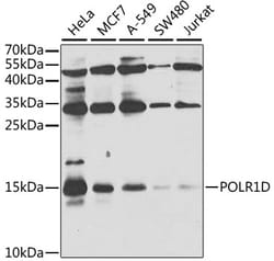 Invitrogen POLR1D Polyclonal Antibody 100 &mu;L; Unconjugated:Antibodies,