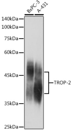 Invitrogen TROP2 Polyclonal Antibody 100 &mu;L; Unconjugated:Antibodies,