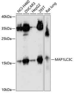 Invitrogen MAP1LC3C Polyclonal Antibody 100 &mu;L; Unconjugated:Antibodies,