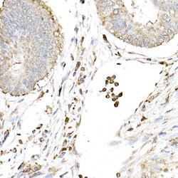 Invitrogen cGAS Polyclonal Antibody 100 μL; Unconjugated:Antibodies,