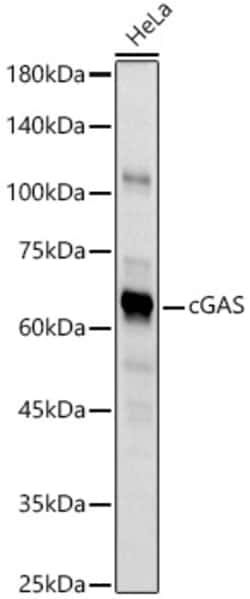 Invitrogen cGAS Polyclonal Antibody 100 μL; Unconjugated:Antibodies,