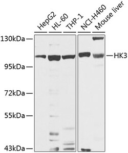 Invitrogen HK3 Polyclonal Antibody 100 &mu;L; Unconjugated:Antibodies,