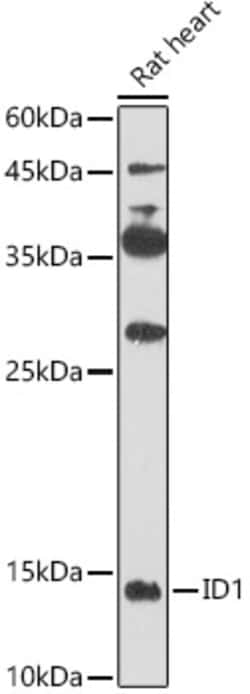 Invitrogen ID1 Polyclonal Antibody 100 &mu;L; Unconjugated:Antibodies,