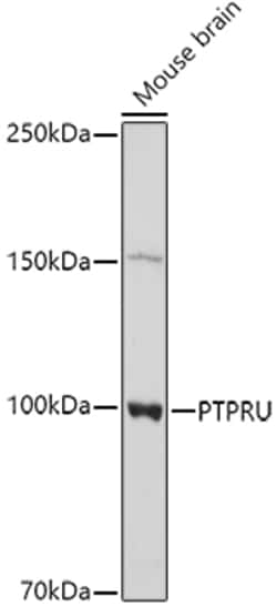 Invitrogen PTPRU Polyclonal Antibody 100 &mu;L; Unconjugated:Antibodies,