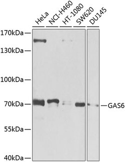 Invitrogen GAS6 Polyclonal Antibody 100 &mu;L; Unconjugated:Antibodies,