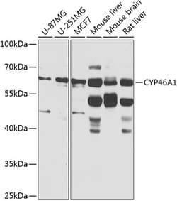 Invitrogen CYP46A1 Polyclonal Antibody 100 μL; Unconjugated:Antibodies,