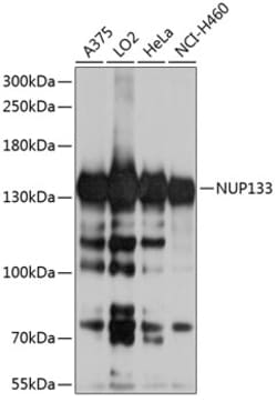 Invitrogen NUP133 Polyclonal Antibody 100 &mu;L | Buy Online | Invitrogen&trade; | Fisher Scientific
