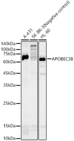 Invitrogen APOBEC3B Polyclonal Antibody 100 &mu;L; Unconjugated:Antibodies,
