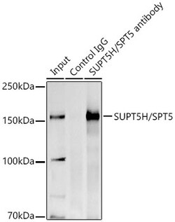 Invitrogen SPT5 Polyclonal Antibody 100 &mu;L; Unconjugated:Antibodies,
