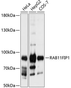 Invitrogen™ RAB11FIP1 Polyclonal Antibody