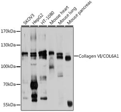 Invitrogen COL6A1 Polyclonal Antibody 100 &mu;L; Unconjugated:Antibodies,