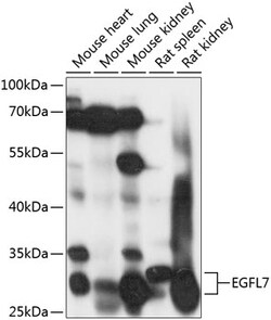 Invitrogen EGFL7 Polyclonal Antibody 100 &mu;L; Unconjugated:Antibodies,