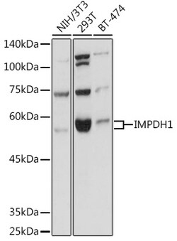 Invitrogen IMPDH1 Polyclonal Antibody 100 &mu;L; Unconjugated:Antibodies,
