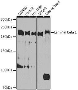 Laminin beta-1 Polyclonal Antibody, Invitrogen 100 &mu;L; Unconjugated:Antibodies,