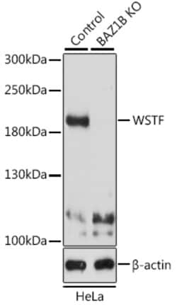 Invitrogen BAZ1B Polyclonal Antibody 100 &mu;L; Unconjugated:Antibodies,