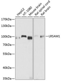 Invitrogen LRSAM1 Polyclonal Antibody 100 &mu;L; Unconjugated:Antibodies,