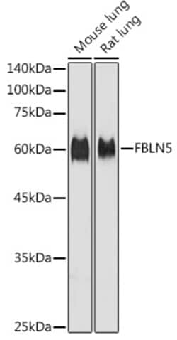 Invitrogen Fibulin 5 Polyclonal Antibody 100 &mu;L; Unconjugated:Antibodies,