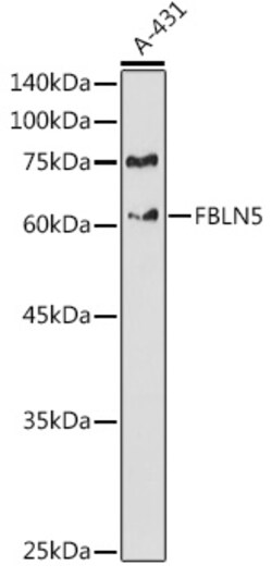 Invitrogen Fibulin 5 Polyclonal Antibody 100 &mu;L; Unconjugated:Antibodies,
