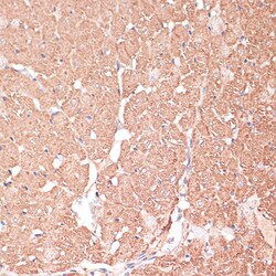 Invitrogen FRMD6 Polyclonal Antibody 100 &mu;L; Unconjugated:Antibodies,