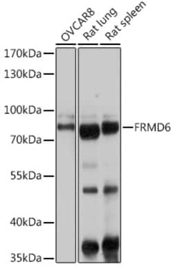 Invitrogen FRMD6 Polyclonal Antibody 100 &mu;L; Unconjugated:Antibodies,