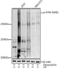 Invitrogen Phospho-ATM (Ser1981) Polyclonal Antibody 100 &mu;L; Unconjugated:Antibodies,