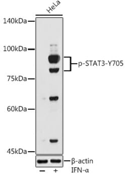 Invitrogen Phospho-STAT3 (Tyr705) Polyclonal Antibody 100 &mu;L; Unconjugated:Antibodies,