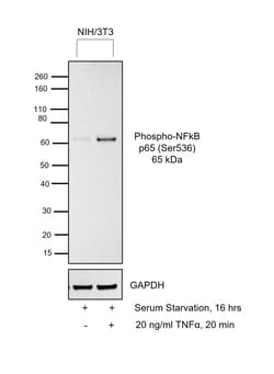 Invitrogen Phospho-NFkB p65 (Ser536) Polyclonal Antibody 100 &mu;L; Unconjugated:Antibodies,