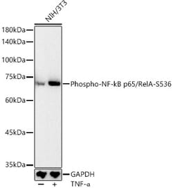 Invitrogen Phospho-NFkB p65 (Ser536) Polyclonal Antibody 100 &mu;L; Unconjugated:Antibodies,