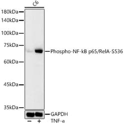 Invitrogen Phospho-NFkB p65 (Ser536) Polyclonal Antibody 100 &mu;L; Unconjugated:Antibodies,