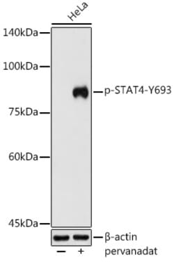 Invitrogen Phospho-STAT4 (Tyr693) Polyclonal Antibody 100 &mu;L | Buy Online | Invitrogen&trade; | Fisher Scientific