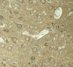Invitrogen Phospho-Tau (Ser404) Polyclonal Antibody 100 &mu;L; Unconjugated:Antibodies,