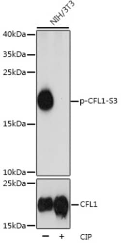 Invitrogen Phospho-Cofilin (Ser3) Polyclonal Antibody 100 &mu;L | Buy Online | Invitrogen&trade; | Fisher Scientific