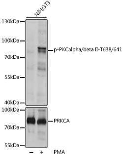 Invitrogen Phospho-PKC alpha/beta-2 (Thr638, Thr641) Polyclonal Antibody