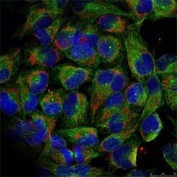 Invitrogen Phospho-NFkB p100 (Ser866) Polyclonal Antibody 100 &mu;L; Unconjugated:Antibodies,