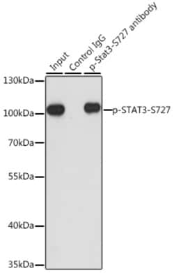 Invitrogen Phospho-STAT3 (Ser727) Polyclonal Antibody 100 &mu;L; Unconjugated:Antibodies,