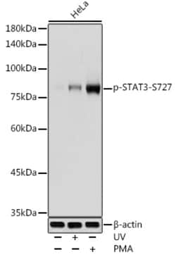 Invitrogen Phospho-STAT3 (Ser727) Polyclonal Antibody 100 &mu;L; Unconjugated:Antibodies,