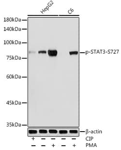 Invitrogen Phospho-STAT3 (Ser727) Polyclonal Antibody 100 &mu;L; Unconjugated:Antibodies,