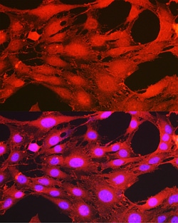 Invitrogen Phospho-PDPK1 (Ser241) Polyclonal Antibody 100 &mu;L; Unconjugated:Antibodies,