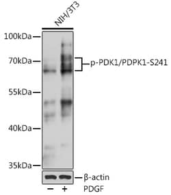 Invitrogen Phospho-PDPK1 (Ser241) Polyclonal Antibody 100 &mu;L; Unconjugated:Antibodies,