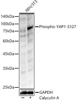 Invitrogen Phospho-YAP1 (Ser127) Polyclonal Antibody 100 &mu;L; Unconjugated:Antibodies,